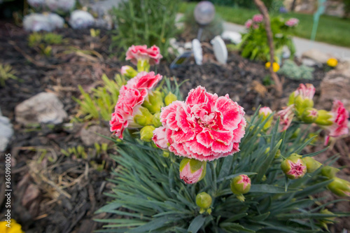 pink and white flowers in the garden