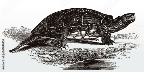 Threatened spotted turtle, clemmys guttata from North America in side view after an antique illustration from the 19th century