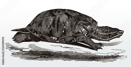 Common musk turtle sternotherus odoratus from North America in side view after antique illustration from 19th century