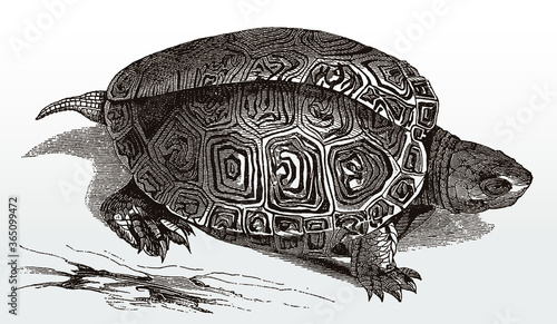 Diamondback terrapin malaclemys, threatened turtle from the North American Atlantic coast in top view, after antique illustration from 19th century photo