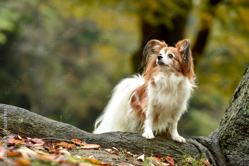 自然の中でおすましするミックス犬 自然の中でおすましするミックス犬
