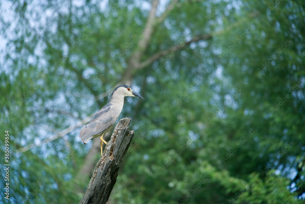 Black capped Night Heron sitting on a dead tree branch