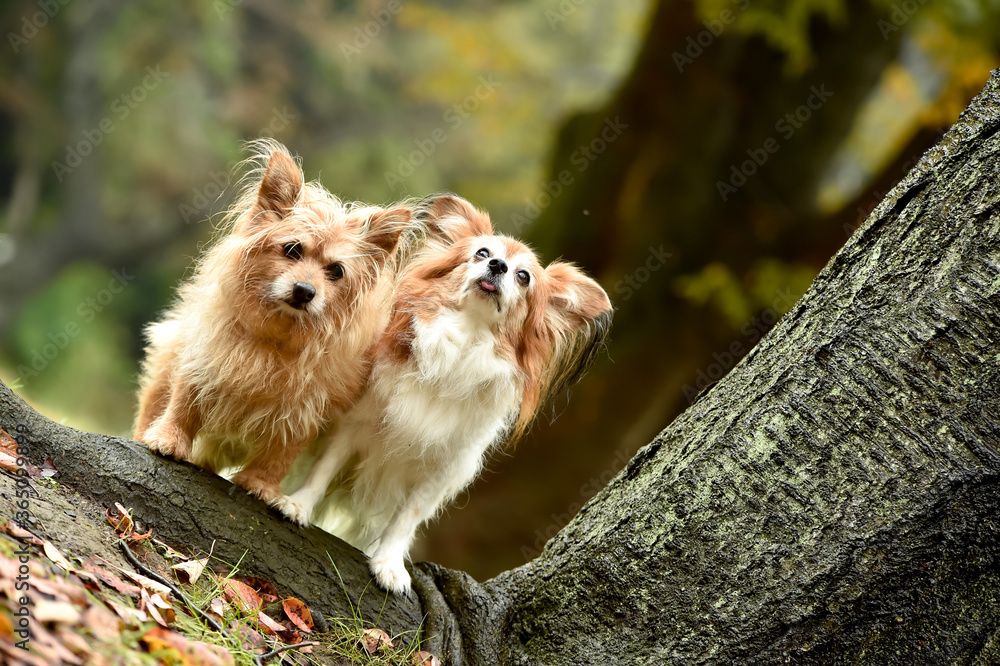 Fototapeta premium 自然の中でおすましするミックス犬