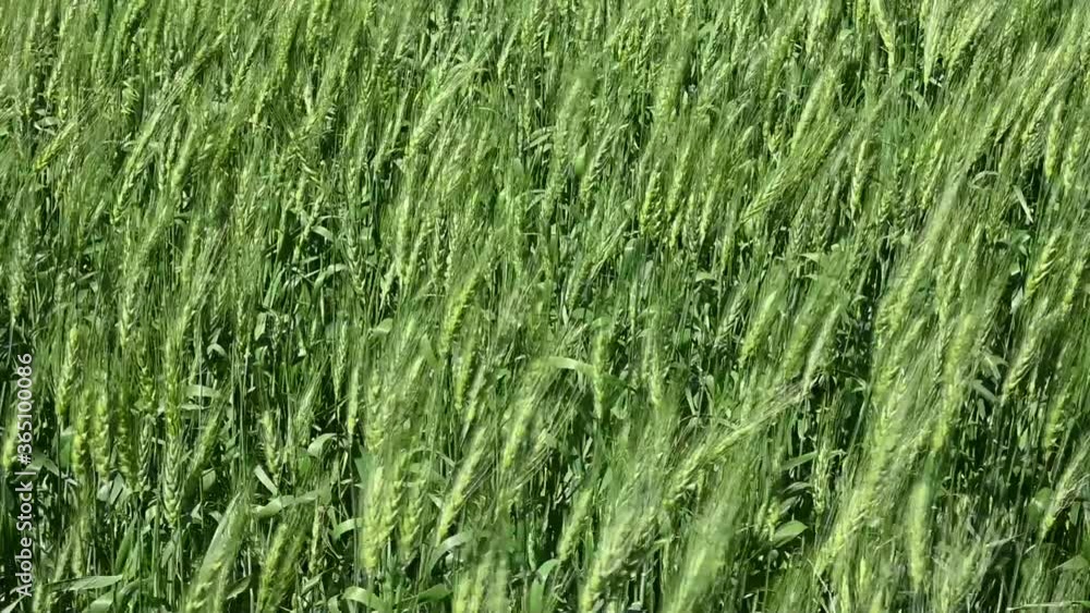 Close-up slow-motion view of a bright green wheat field blowing in a strong wind.
Close-up slow-motion view of a bright green wheat field blowing in a strong wind.