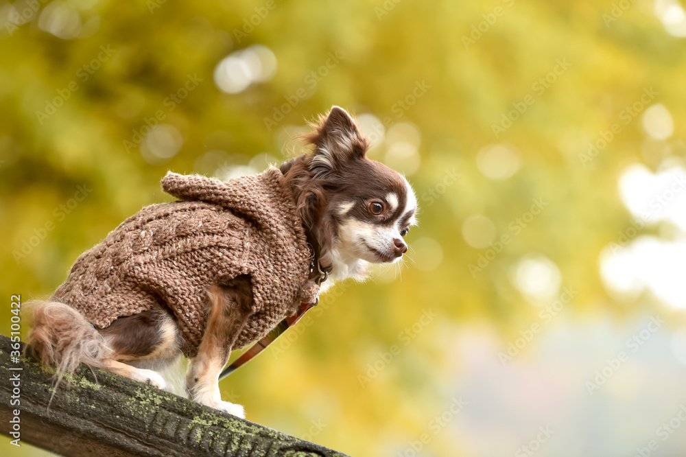 Obraz premium イチョウの前でおすましするチワワ