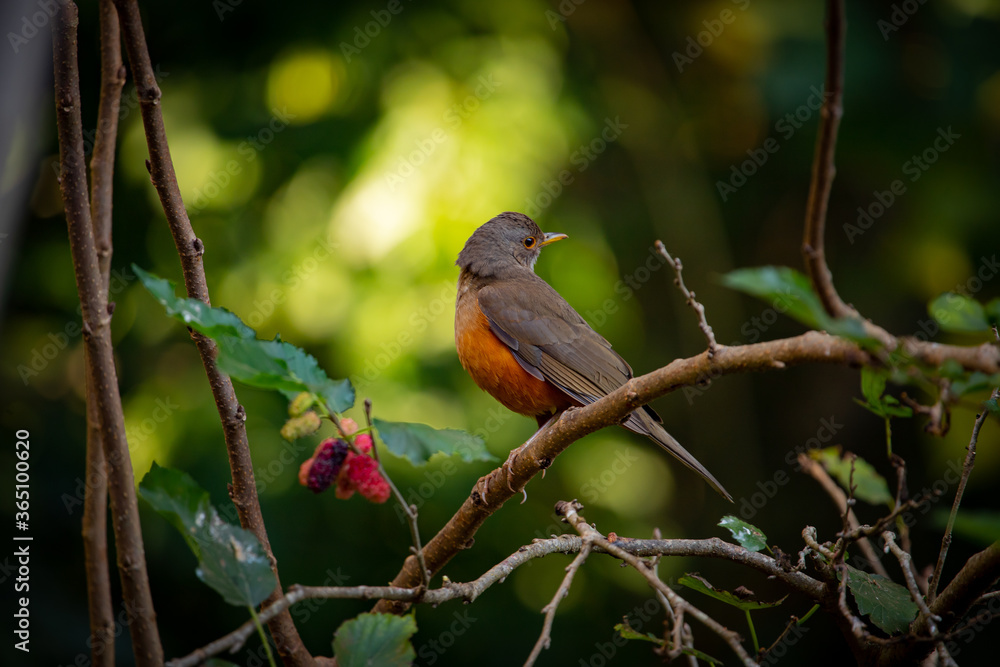 Cute bird at magical forest. The rufous-bellied thrush (Turdus rufiventris) . Brazil. Cute bird at magical forest. The rufous-bellied thrush (Turdus rufiventris) . Brazil.