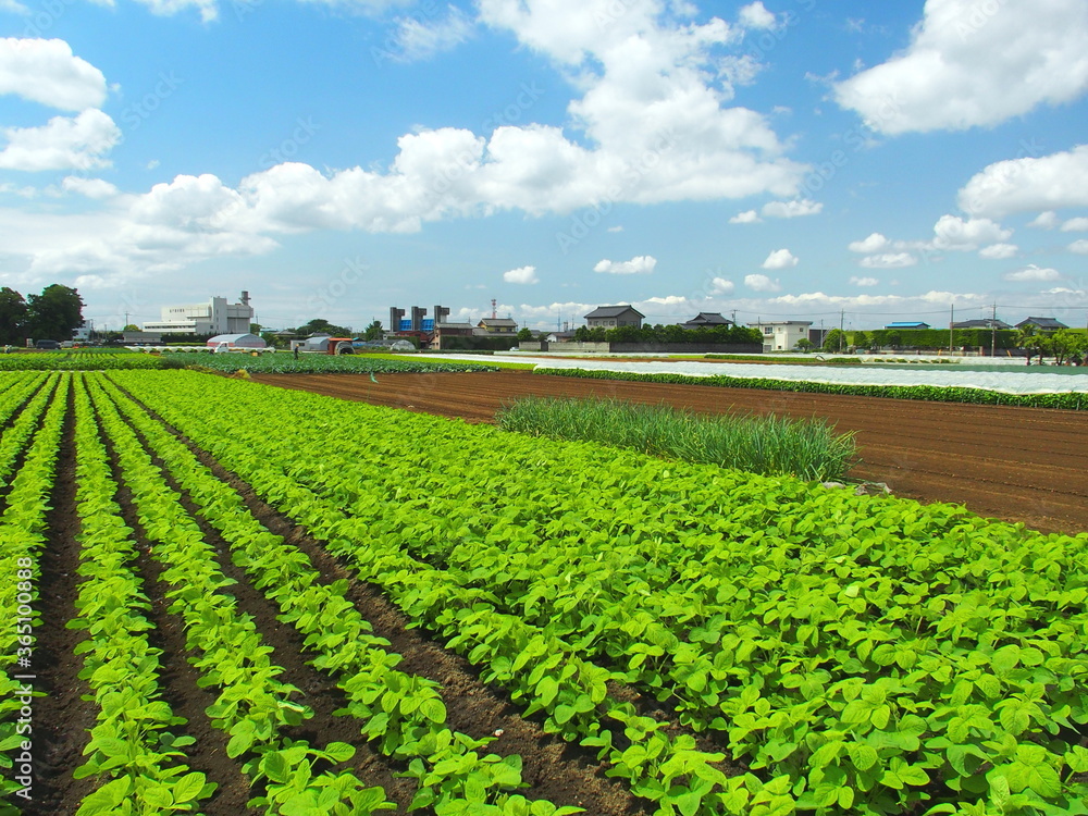 Obraz premium 初夏の朝の枝豆畑風景
