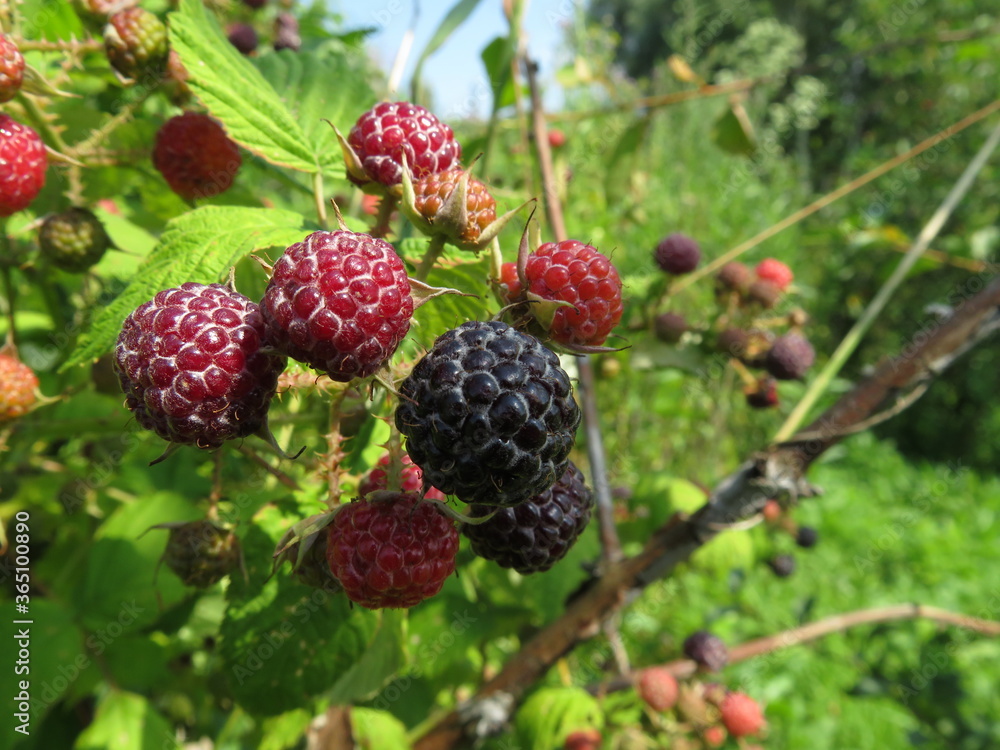 blackberries on a branch in the garden close-up blackberries on a branch in the garden close-up