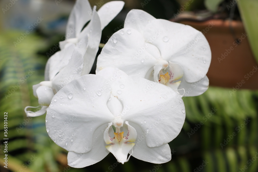 Orquídea Orquídea