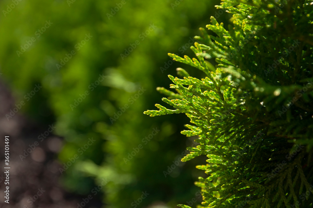 Natural green blurred background of thuja with selective focus on one branch of thuja illuminated by the sun's rays.