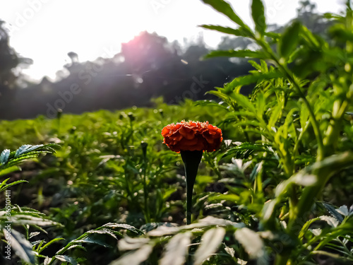 Tagetes is a genus of annual or perennial, mostly herbaceous plants in the sunflower family (Asteraceae). It was described as a genus by Carl Linnaeus in 1753.