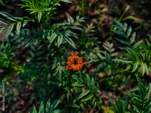 Tagetes is a genus of annual or perennial  mostly herbaceous plants in the sunflower family  Asteraceae . It was described as a genus by Carl Linnaeus in 1753.