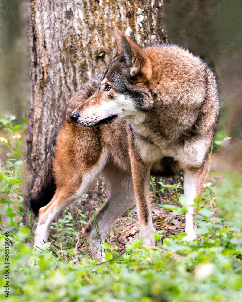 Fototapeta premium Wolf stock photos. Image. Picture. Portrait. Endangered species. Red wolf close-up profile view. Tree background.