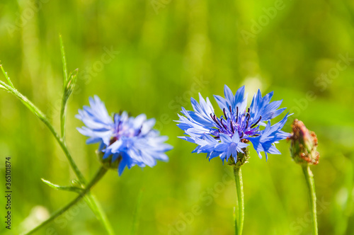 Cornflowers flowers close-up with selective focus on the petals shot against a background of meadow greenery.