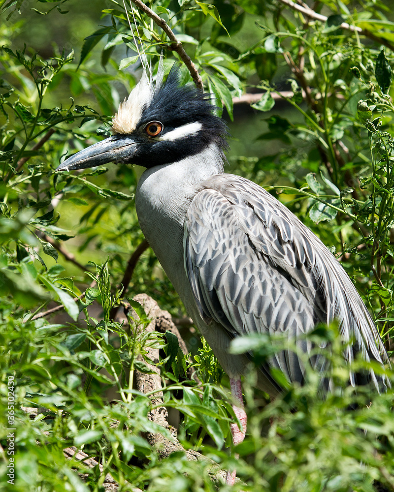 Fototapeta premium Yellow-crowned Night-Heron bird Stock Photos. Yellow-crowned Night-Heron close-up profile, perched with foreground and background foliage in its environment and habitat. Image. Picture. Portrait.