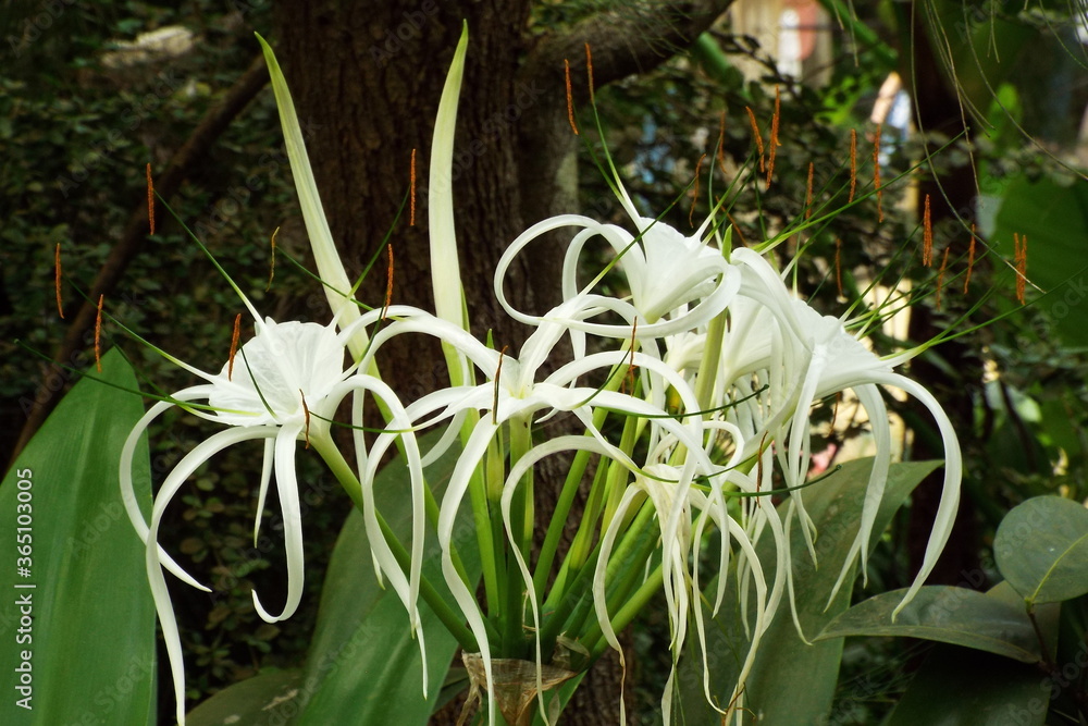 Obraz premium delicate lily