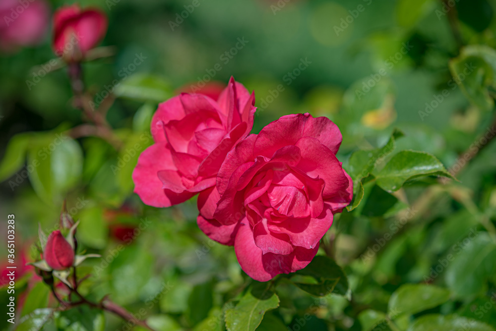 Promenade à Veules-les-Roses