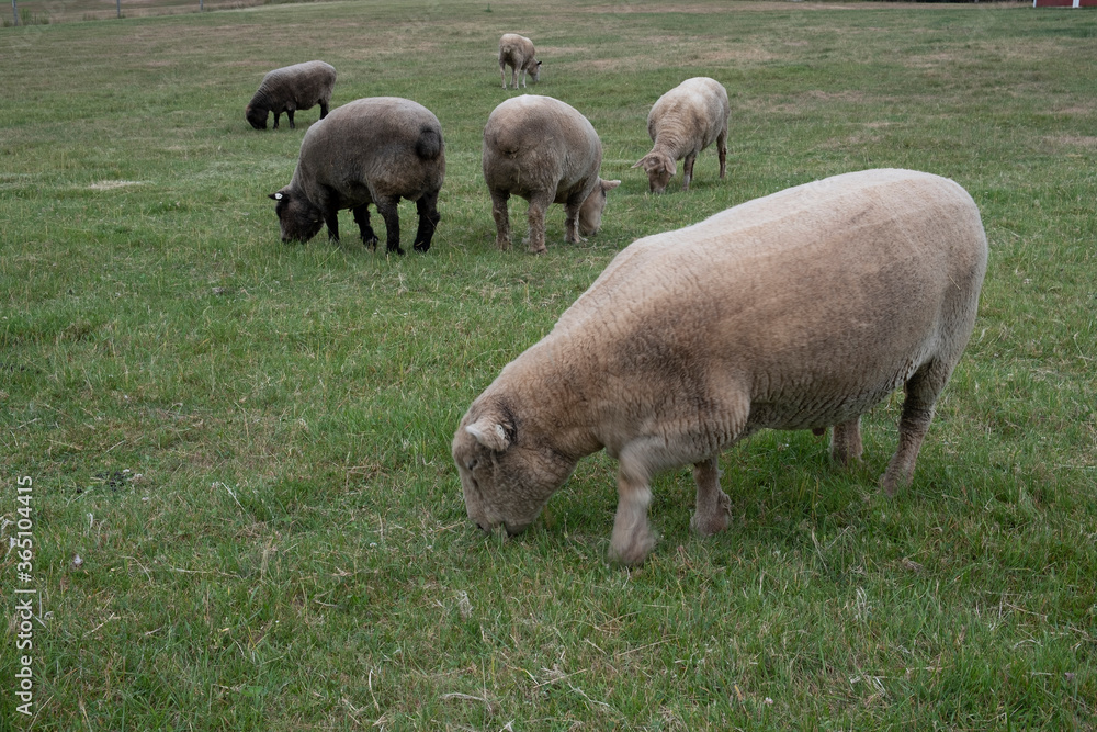 Sheep grazing in field
