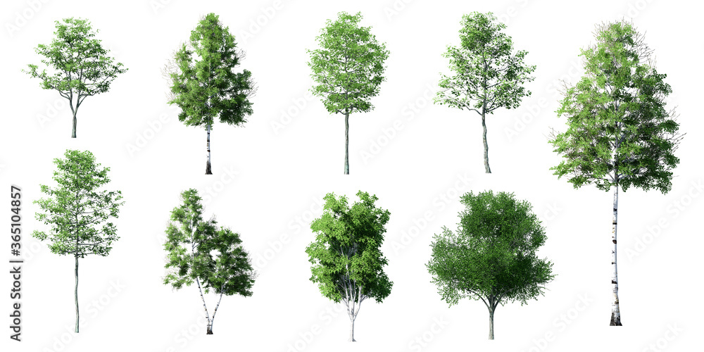 Fototapeta premium Set of Beautiful 3D Trees Isolated on white background , Use for visualization in architectural design
