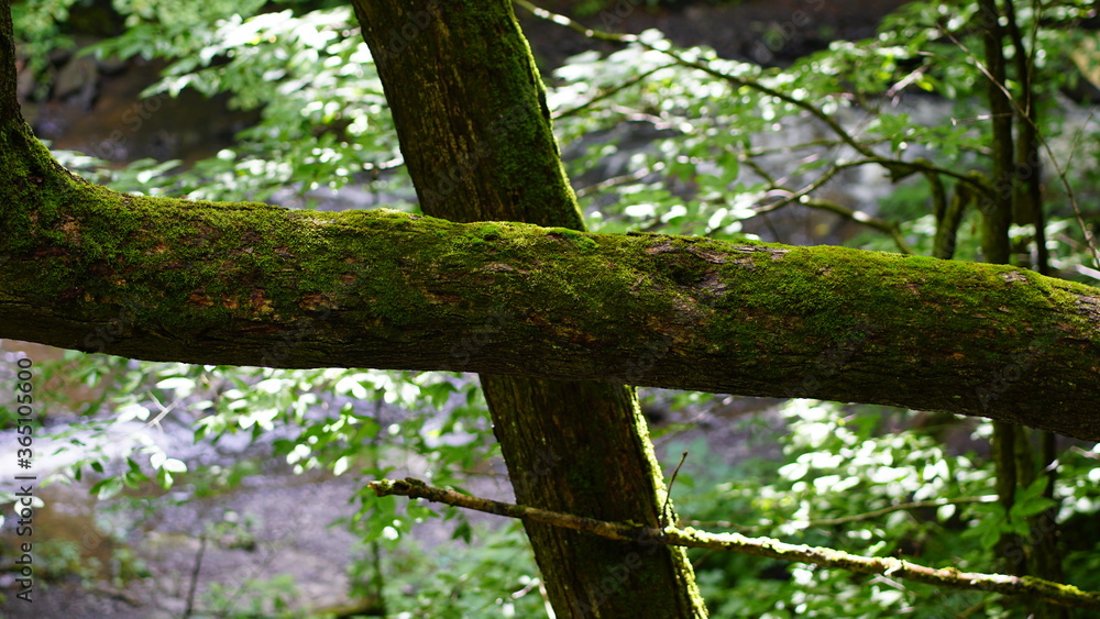 tree in the forest tree in the forest