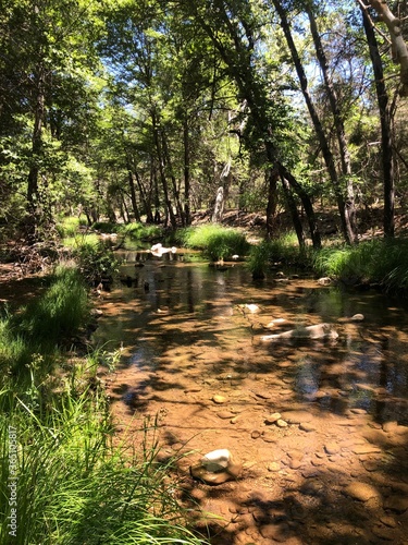 Creek in the forest