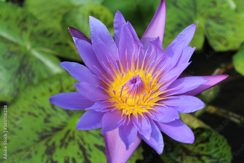 Beautiful blooming of purple water lily on a sunny day Beautiful blooming of purple water lily on a sunny day
