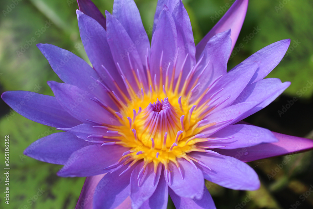 Beautiful blooming of purple water lily on a sunny day Beautiful blooming of purple water lily on a sunny day
