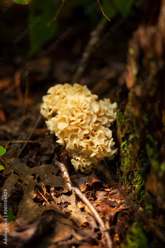 Close up image of Sparassis spathulata (the eastern cauliflower mushroom) on a muddy forest ground by a tree trunk in Maryland