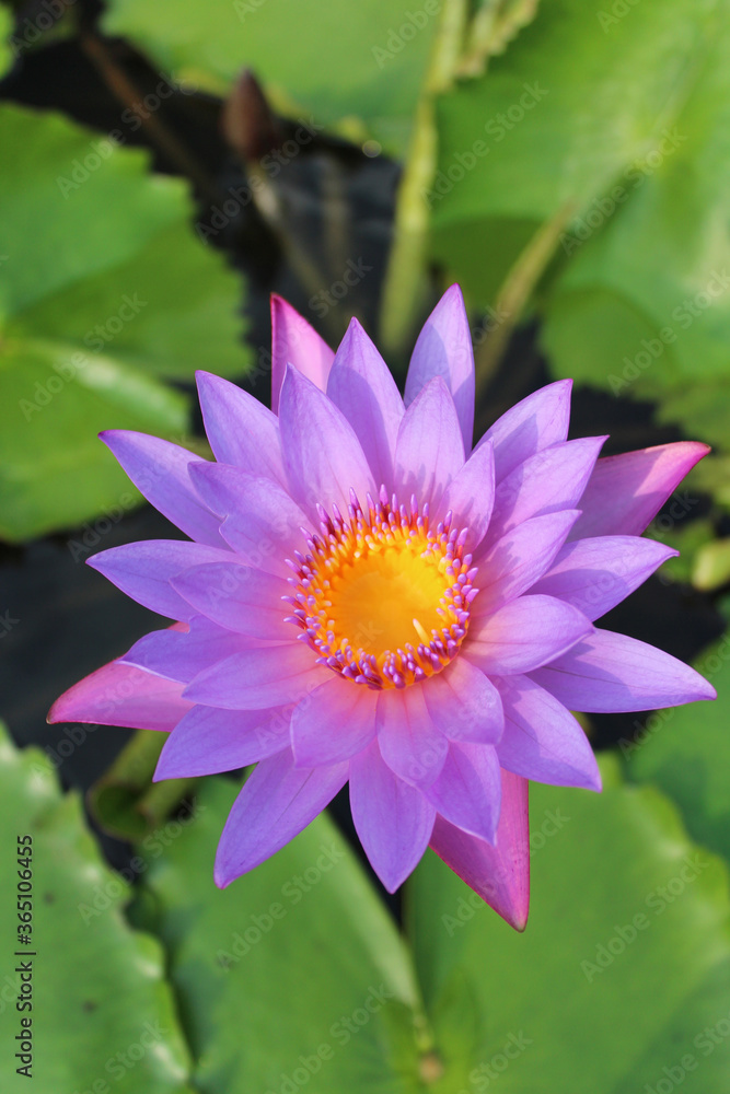Beautiful blooming of purple water lily on a sunny day Beautiful blooming of purple water lily on a sunny day