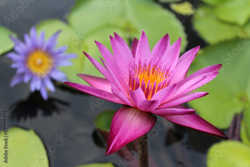 Beautiful blooming of pink water lily on a sunny day
