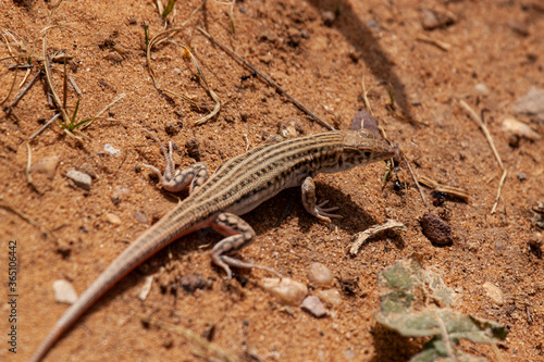 A close up image of Schreiber's fringe-fingered lizard (Acanthodactylus schreiberi ), an endangered animal endemic to middle east. This image is captured on desert sand in Jordan which is its habitat.