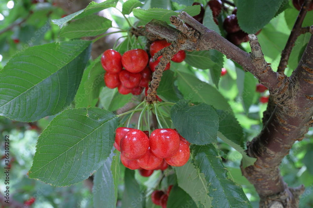 Fresh cherries growing on tree. Fresh cherries growing on tree.
