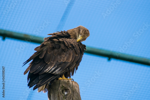 The grey hawk Haliaeetus leucoryphus sits on a branch and cleans its feathers photo