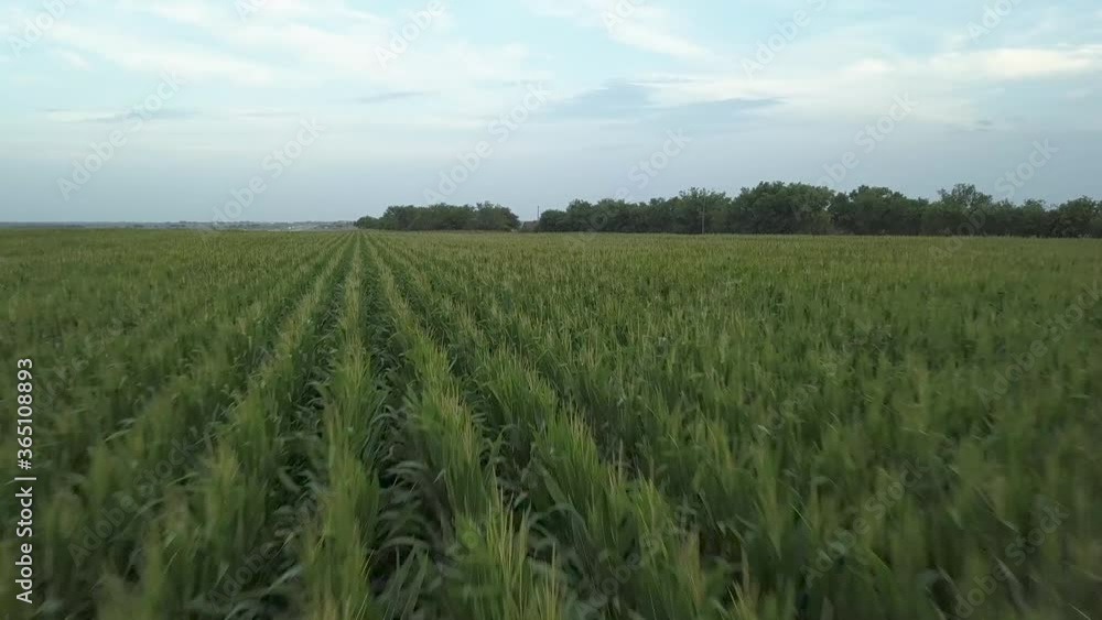 Areal of crops in a field Areal of crops in a field