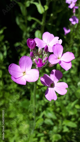 pink flowers in the garden