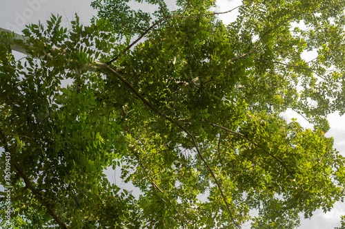 tree in a park