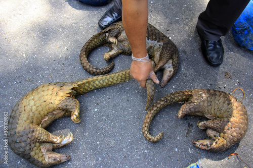 Rescue of pangolins in Pekanbaru, Riau, Indonesia.