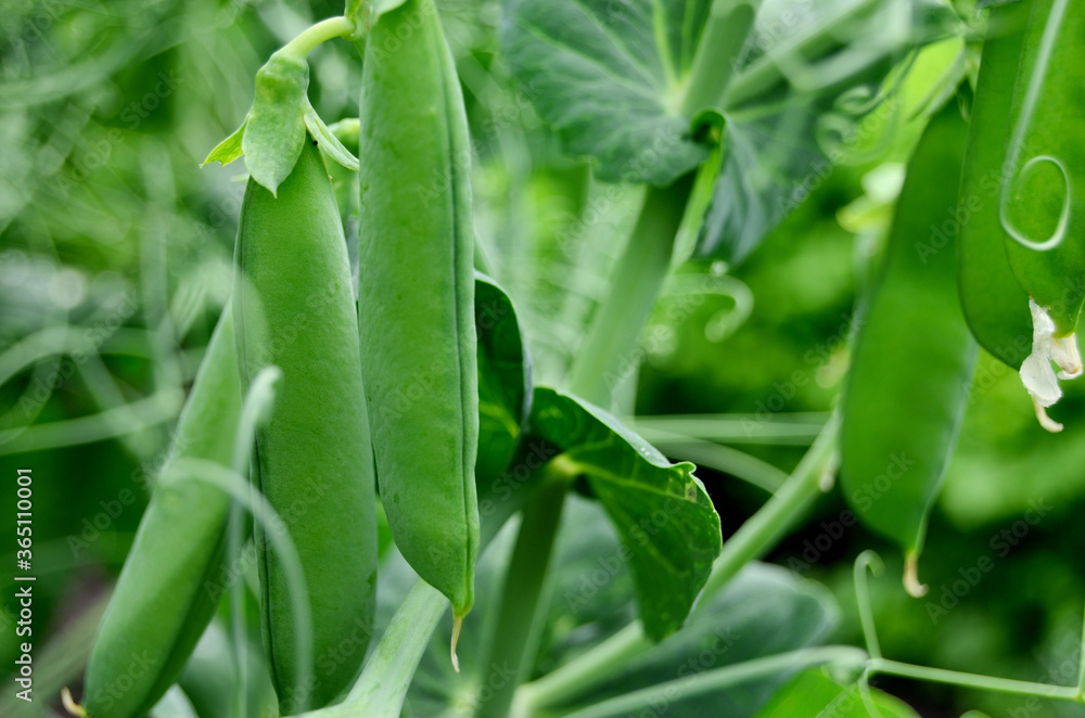 green peas on a bed in the garden green peas on a bed in the garden