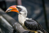 A male Von der Decken's hornbill.
It is a hornbill found in East Africa. 
It is found mainly in thorn scrub and similar arid habitats. 
The species shows sexual dimorphism