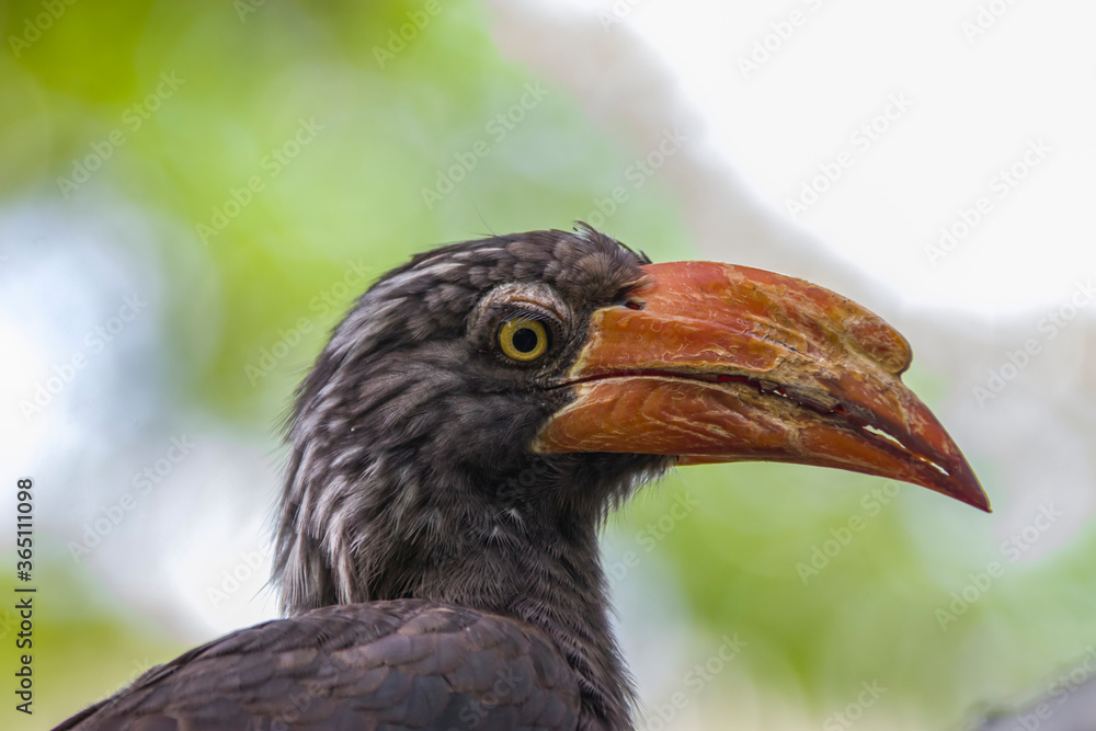 The crowned hornbill (Lophoceros alboterminatus) is an African hornbill. It forages mainly in trees, where it feeds on insects (often caught in flight), small rodents, small reptiles, seeds and fruits The crowned hornbill (Lophoceros alboterminatus) is an African hornbill. It forages mainly in trees, where it feeds on insects (often caught in flight), small rodents, small reptiles, seeds and fruits