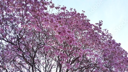 purple flowers background