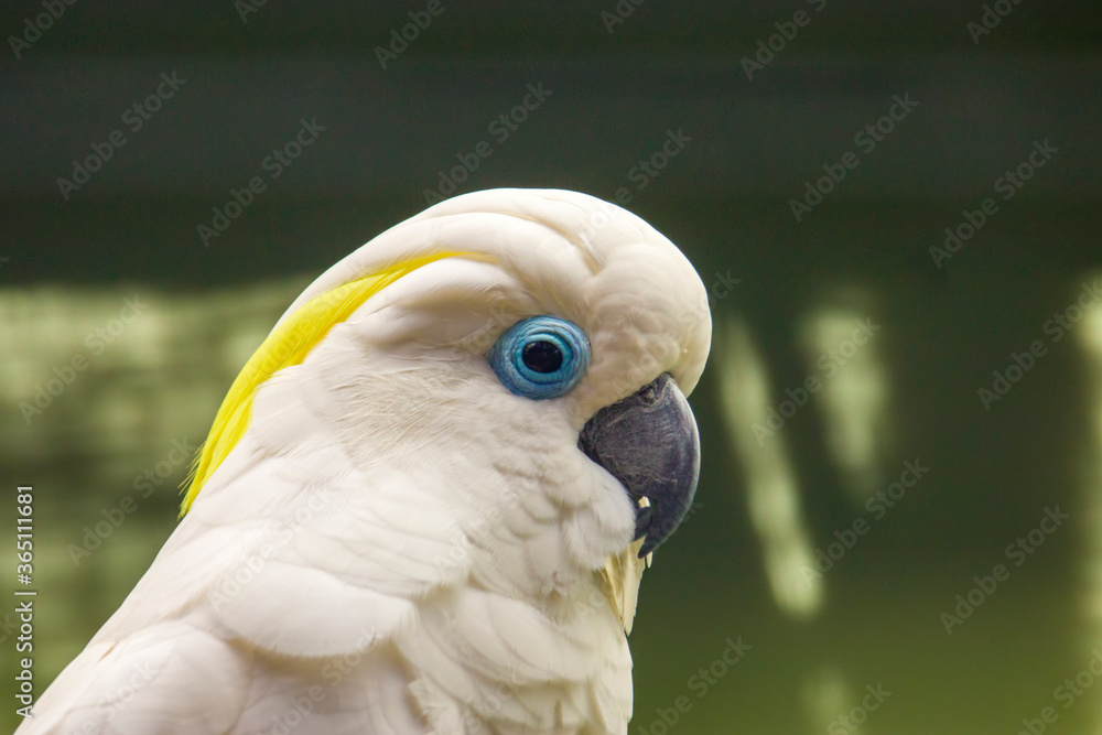 The blue-eyed cockatoo (Cacatua ophthalmica) is a large, mainly white cockatoo with a mobile crest, a black beak, and a light blue rim of featherless skin around each eye.