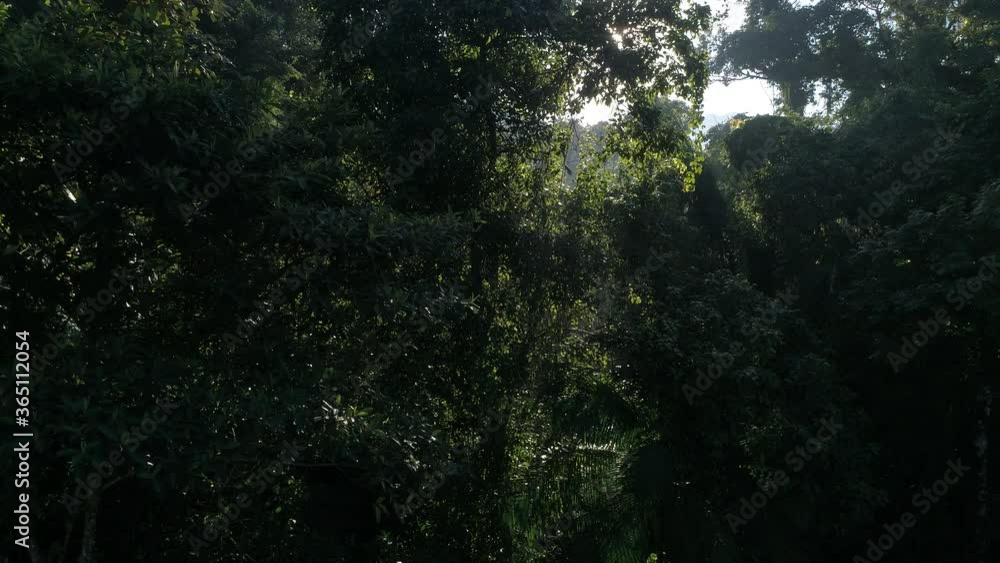 Moving shot in rainforest, from one side to another, with sunlight backlit, raw video for grading Moving shot in rainforest, from one side to another, with sunlight backlit, raw video for grading