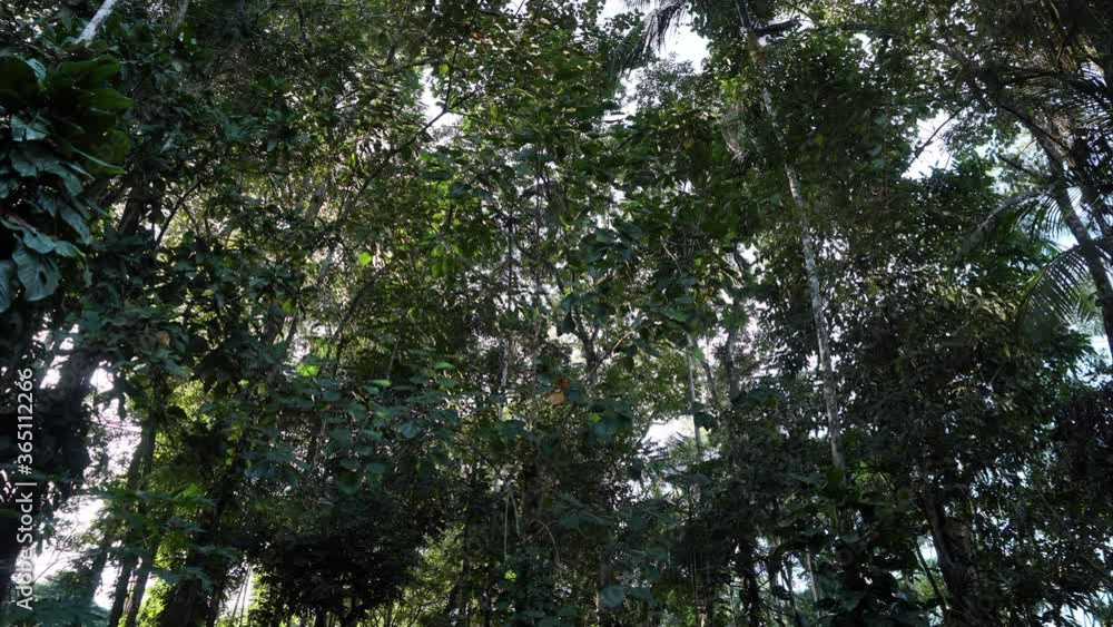 Timelapse moving slider shot of trees inside South America rainforest with light variation Timelapse moving slider shot of trees inside South America rainforest with light variation
