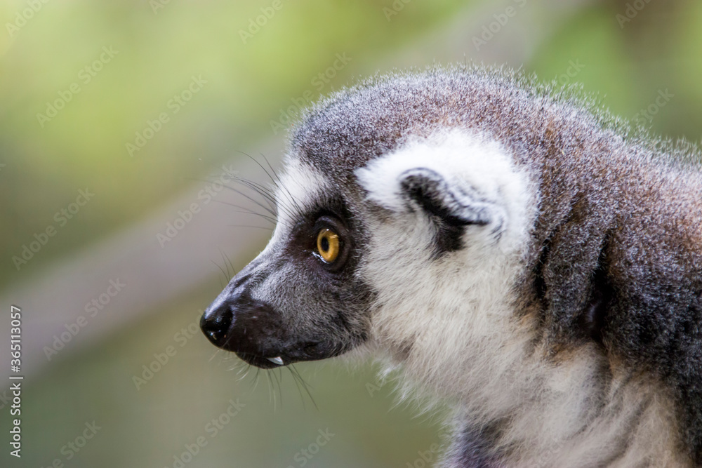 Obraz premium The closeup image of a Ring-tailed lemur (Lemur catta). It is a large strepsirrhine primate and the most recognized lemur due to its long, black and white ringed tail. 