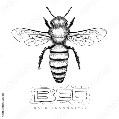 illustration of a hand drawn bee. realistic animal vector