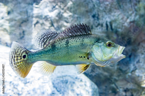 The Butterfly Peacock bass(Cichla ocellaris) is a very large species of cichlid from South America, and a prized game fish. 