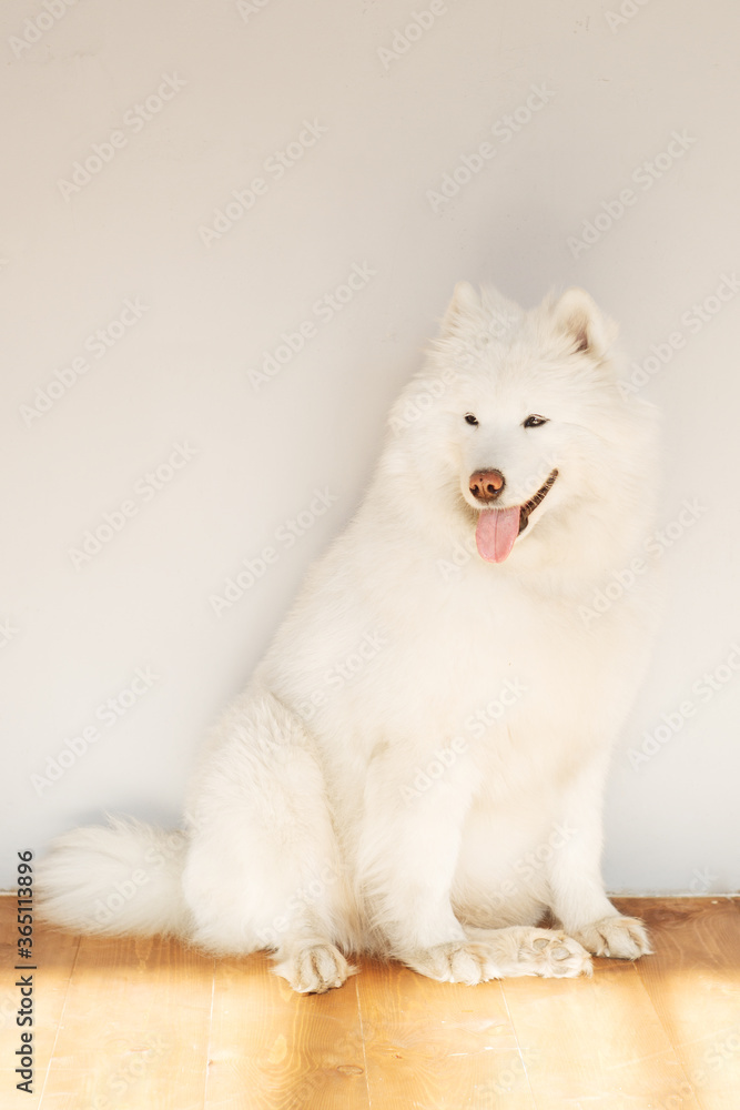 A Samoyed dog with its tongue hanging out is sitting on the floor on a sunny day. White fluffy dog. A Samoyed dog with its tongue hanging out is sitting on the floor on a sunny day. White fluffy dog.