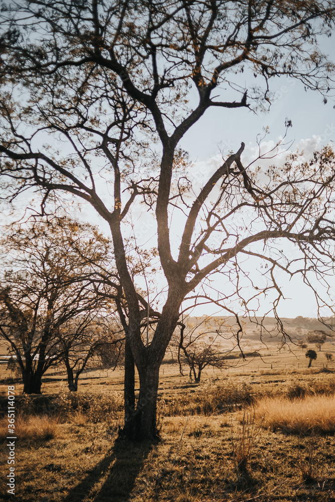 Fototapeta premium tree
