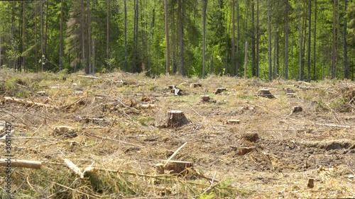 Wallpaper Mural Felling of trees in the forest ground Torontodigital.ca